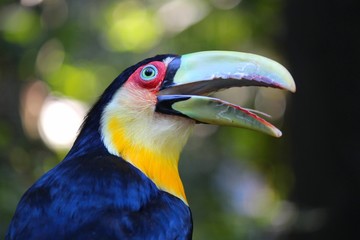 Toucan in Brazil - Ramphastos dicolorus (Green-billed toucan)