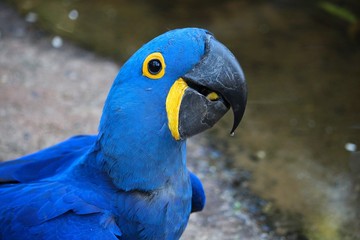 Naklejka na ściany i meble Blue macaw in Brazil