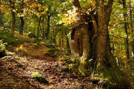 Fototapeta old chesnut tree
