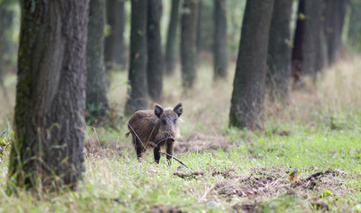 Small wild boar