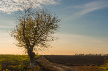Lonely tree beside agricultural fields at evening autumnal time