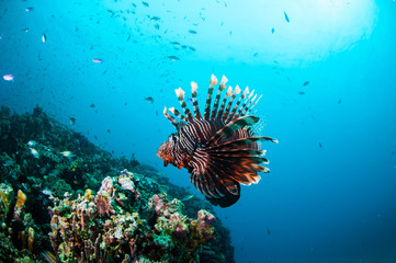 Lionfish swim in Gili Lombok Nusa Tenggara Barat underwater