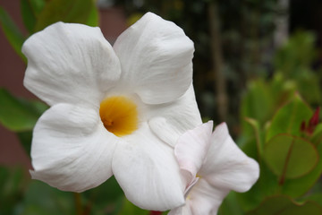 white flower