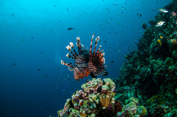 Fototapeta na wymiar Lionfish swim in Gili Lombok Nusa Tenggara Barat underwater