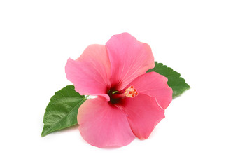 Hibiscus