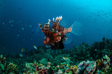 Lionfish swim in Gili Lombok Nusa Tenggara Barat underwater