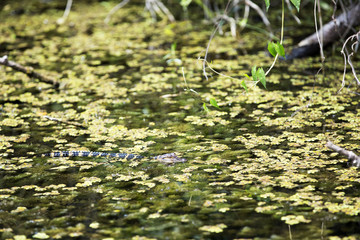 Young alligator swimming in the Everglades, Florida.