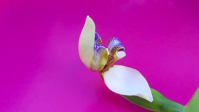 Eclosion, neomarica gracilis, du bouton &agrave; la fleur, La R&eacute;union
