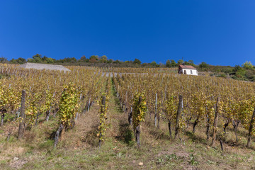 vignes d'Alsace