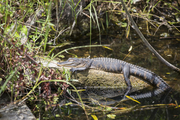 Alligator in the Everglades national park, Florida