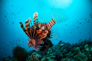 Naklejka na ściany i meble Lionfish swim in Gili Lombok Nusa Tenggara Barat underwater