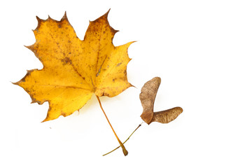 golden autumn, single maple leave with seed, isolated on a white