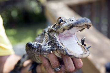 Cute baby alligator being held, Everglades in Florida.