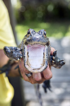 Cute baby alligator, mouth wide open, Everglades, Florida.