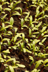 vegetable seedlings