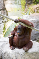 Female orangutan sat eating. © davidevison
