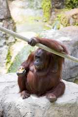 Female orangutan sat eating.