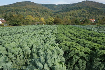 cabbage field