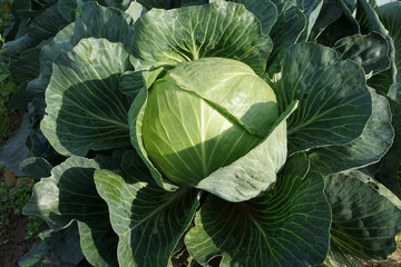 cabbage