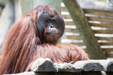 Beautiful male orangutan looking to camera. © davidevison