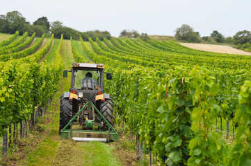 Weinbauer arbeitet mit Traktor im Weingarten