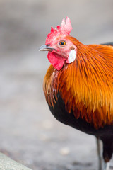 Red Chicken Head Close-Up