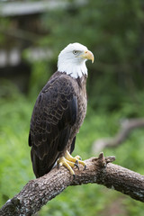 Bald headed eagle sat on perch amongst nature.