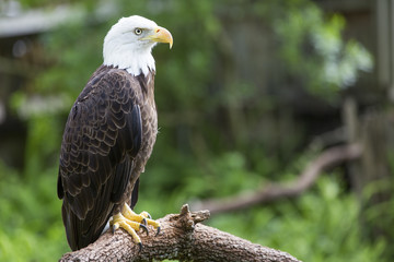 Bald headed eagle sat on a perch.