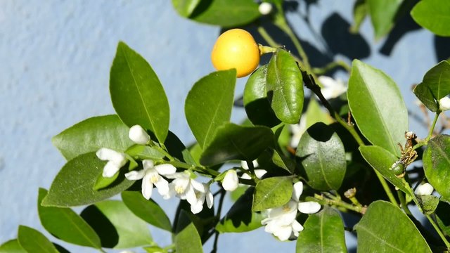 Kalamondin Mandarine, Bl&uuml;te und Frucht