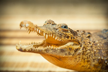 Crocodile with open mouth and sharp teeth closeup