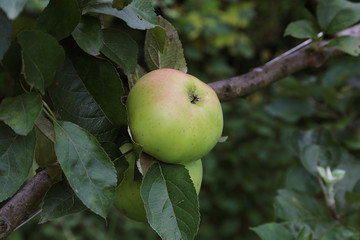 Pommes