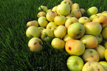 Heap of the ripe winter cultivar apples lying on the lawn grass