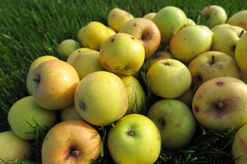 Heap of the ripe winter cultivar apples lying on the lawn grass