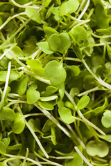 Raw Green Arugula Microgreens