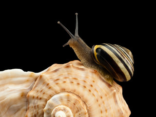 Snail creeping on a sea cockleshell