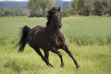 Rattle