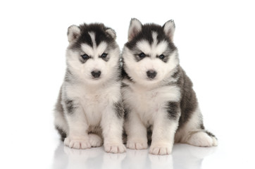 Cute black and white siberian husky puppy sitting and looking on