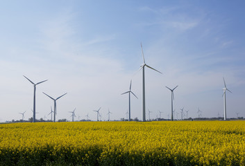 Rape field with windmills