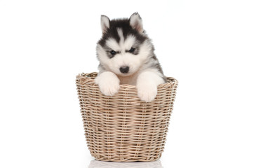 Fototapeta na wymiar Cute siberian husky puppy inside basket