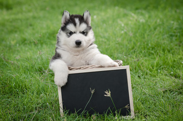 Cute siberian husky puppy holding black board