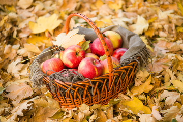 basket with apples on autumn leaves in the forest