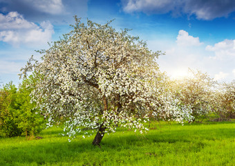 apple tree
