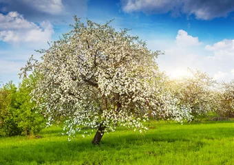 Foto op Plexiglas apple tree © Leonid Tit