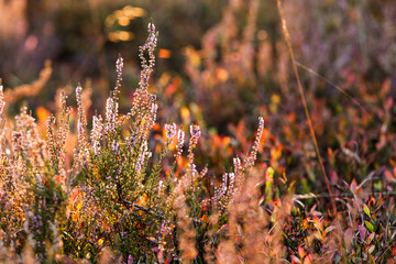 Besenheide bei Sonnenuntergang