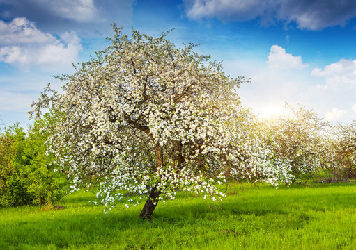 apple tree