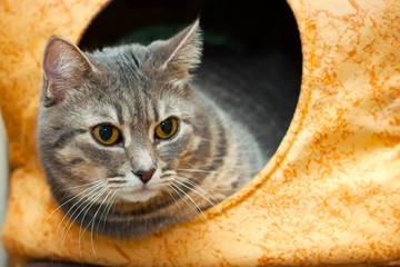 gray domestic cat in the cat house