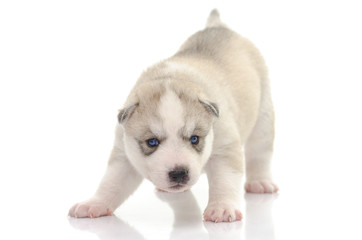 Cute siberian husky on white background