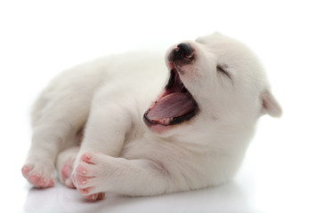 Cute white puppy yawning on white background