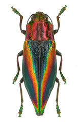 Rainbow coloured Jewel beetle Cyphogastra javanica, Indonesia