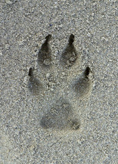 Dog footprint on the sand
